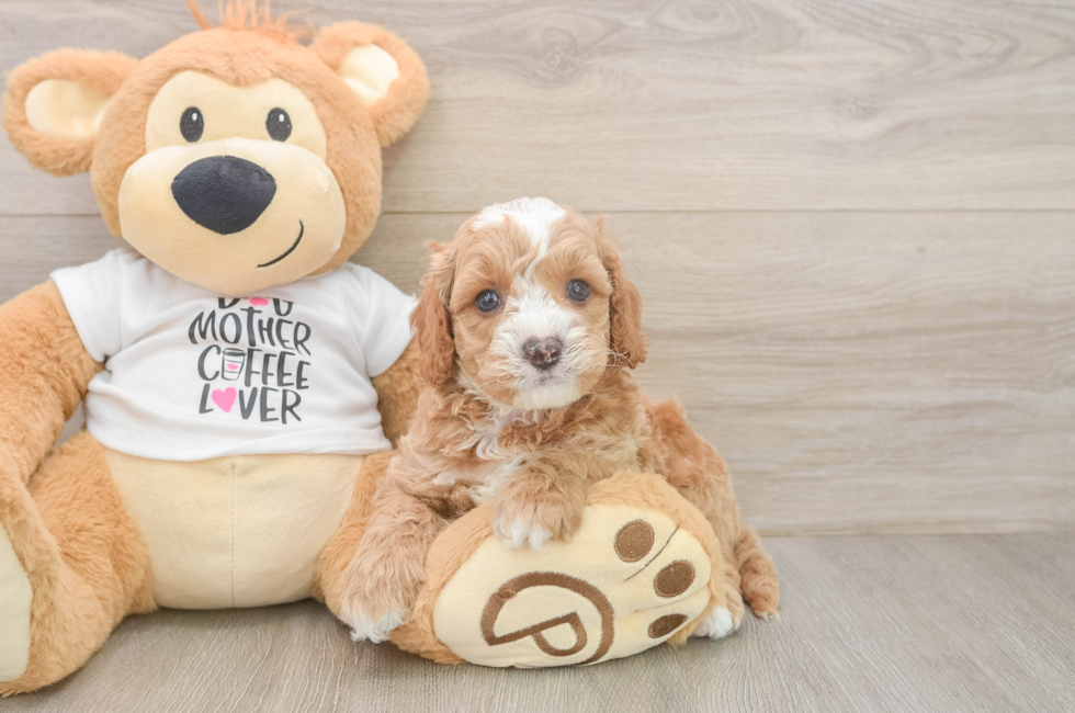 6 week old Cockapoo Puppy For Sale - Seaside Pups