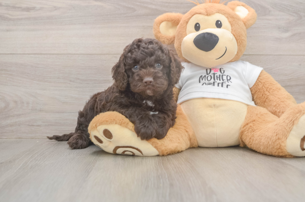 5 week old Cockapoo Puppy For Sale - Seaside Pups