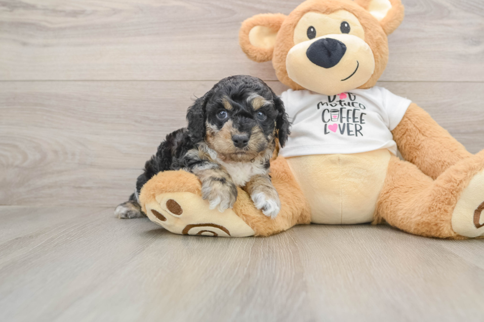 Cockapoo Puppy for Adoption