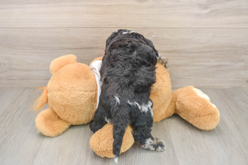 Cockapoo Pup Being Cute