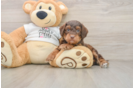 Sweet Cockapoo Baby