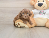 6 week old Cockapoo Puppy For Sale - Seaside Pups