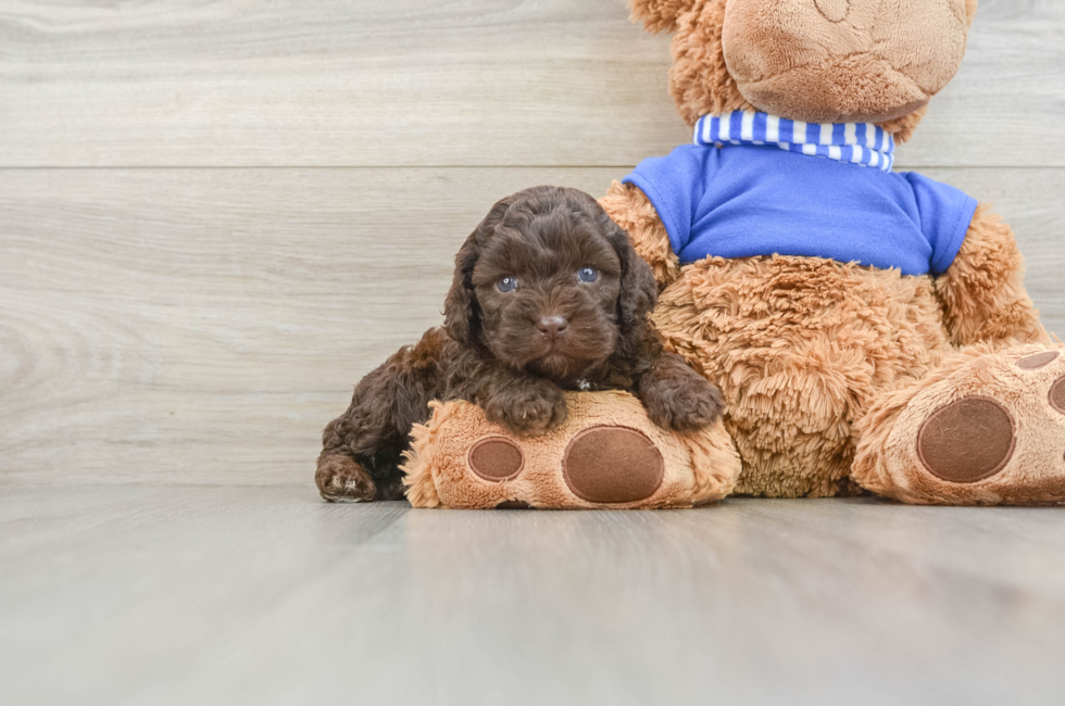 6 week old Cockapoo Puppy For Sale - Seaside Pups