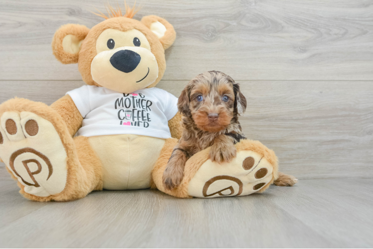 Cockapoo Pup Being Cute