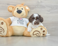 8 week old Cockapoo Puppy For Sale - Seaside Pups