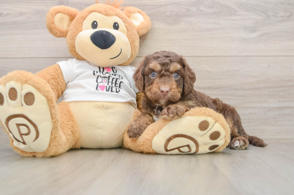 Cockapoo Pup Being Cute