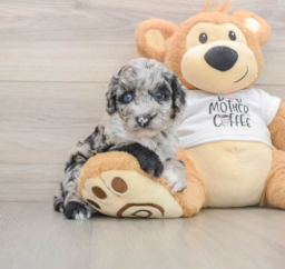 5 week old Cockapoo Puppy For Sale - Seaside Pups