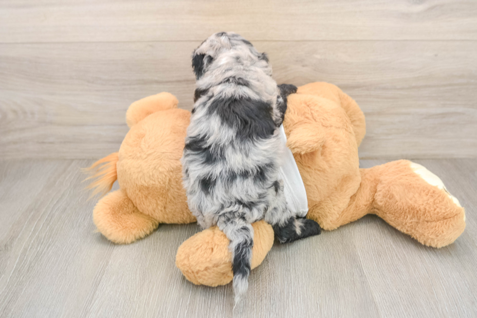 Petite Cockapoo Poodle Mix Pup
