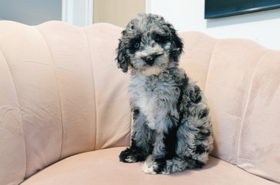 Cockapoo Puppy for Adoption
