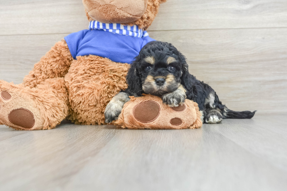 Cockapoo Puppy for Adoption