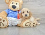 6 week old Cockapoo Puppy For Sale - Seaside Pups