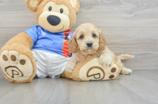 Cockapoo Pup Being Cute