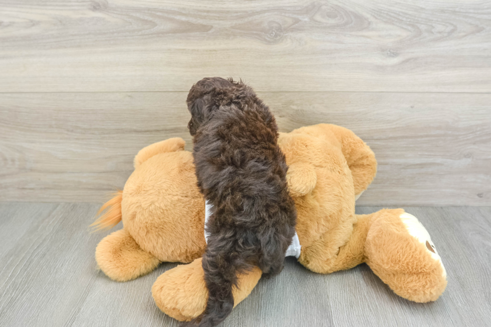 Friendly Cockapoo Baby