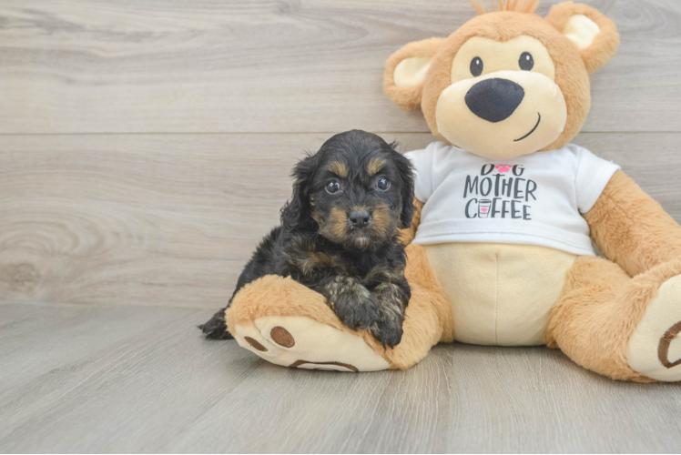 Friendly Cockapoo Baby