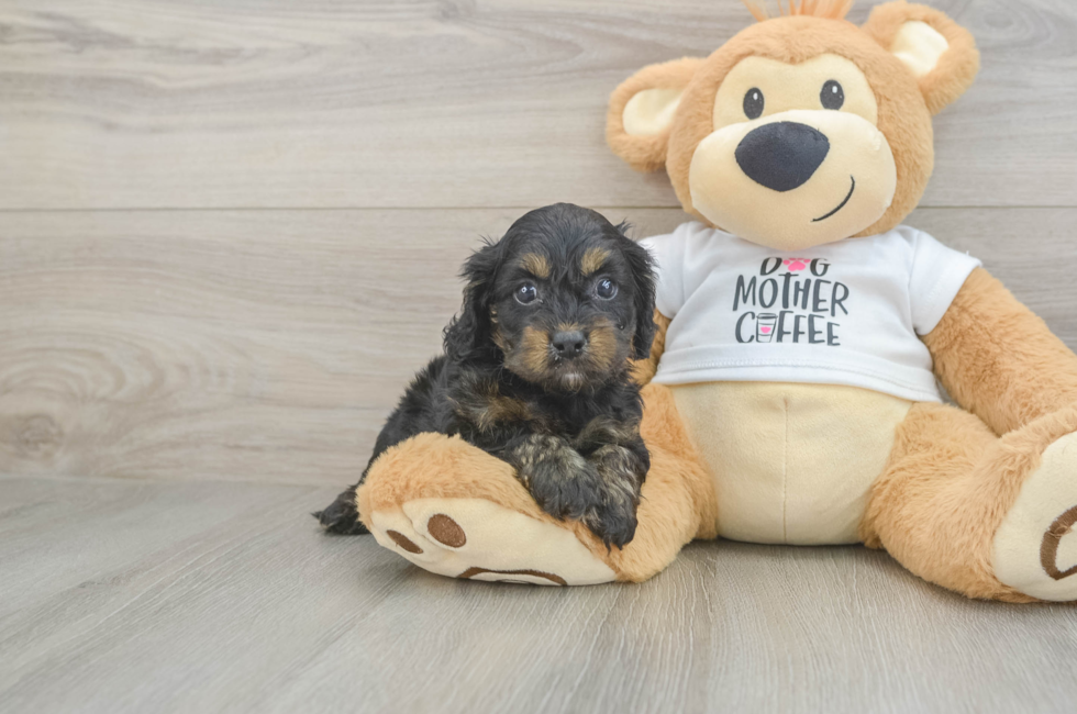 5 week old Cockapoo Puppy For Sale - Seaside Pups