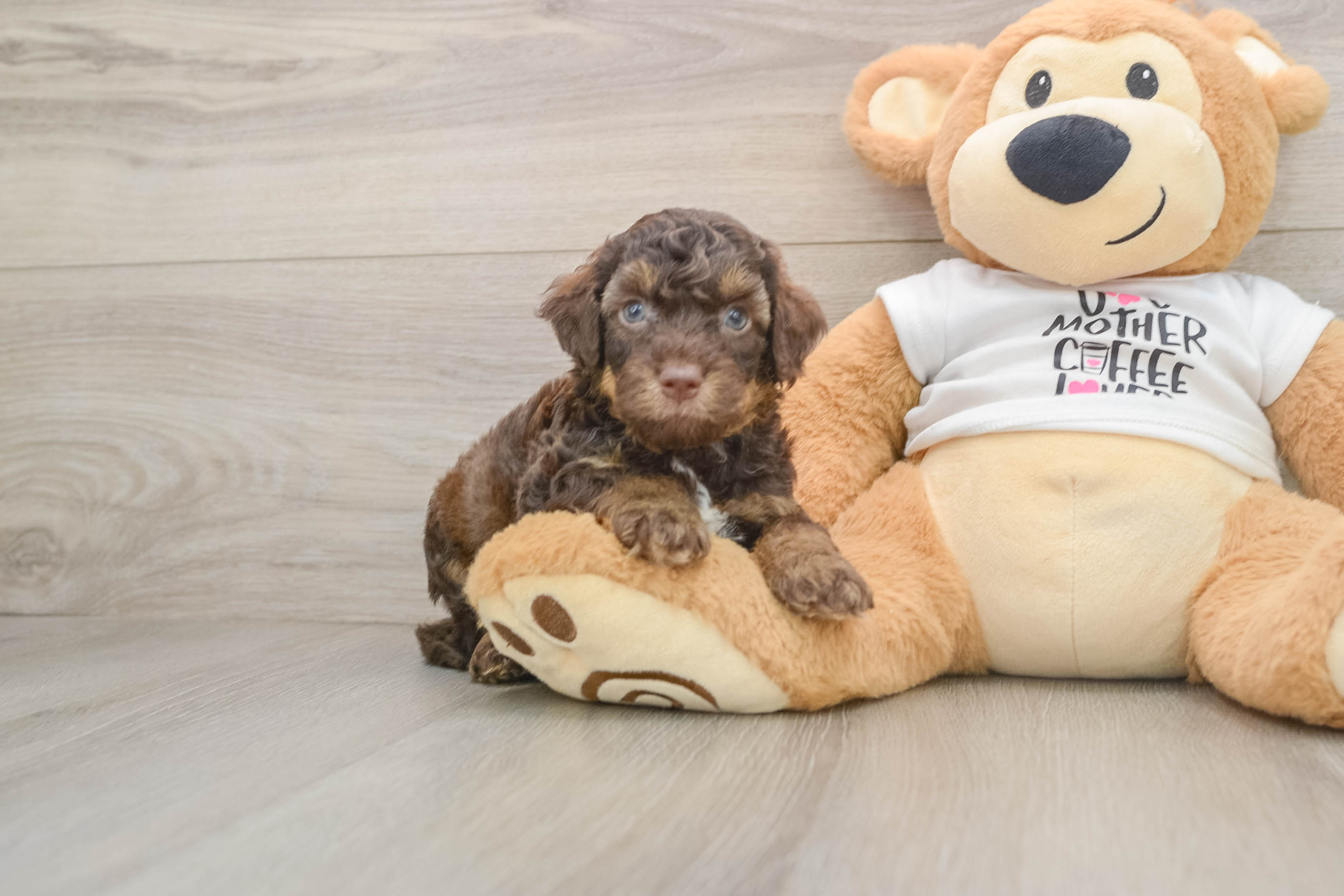 Petite Cockapoo Poodle Mix Pup