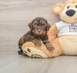8 week old Cockapoo Puppy For Sale - Seaside Pups