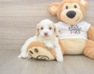 6 week old Cockapoo Puppy For Sale - Seaside Pups