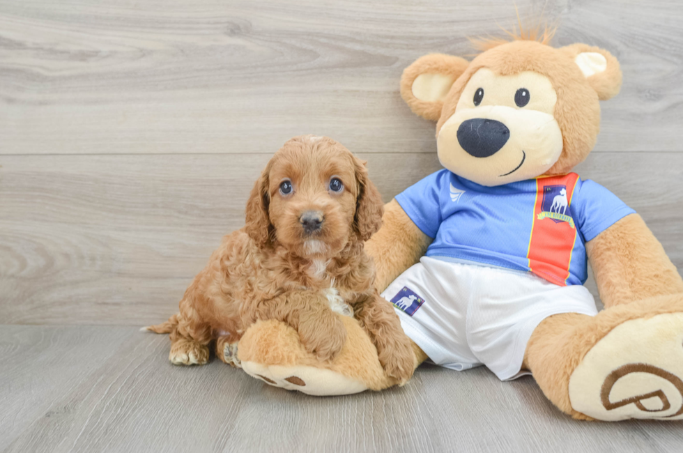 5 week old Cockapoo Puppy For Sale - Seaside Pups