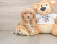 7 week old Cockapoo Puppy For Sale - Seaside Pups