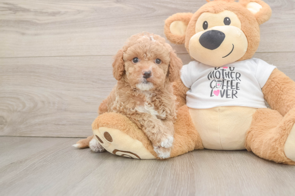 6 week old Cockapoo Puppy For Sale - Seaside Pups