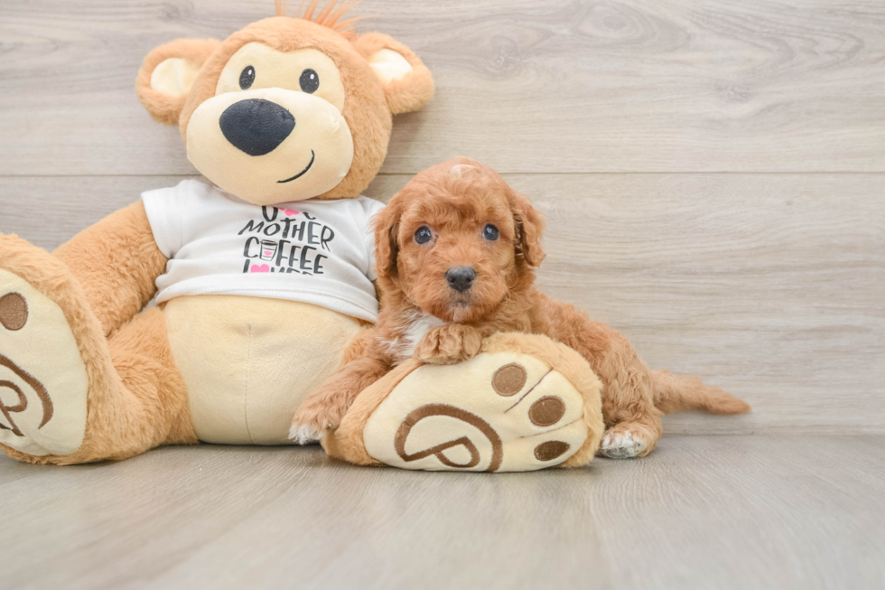 Cockapoo Puppy for Adoption