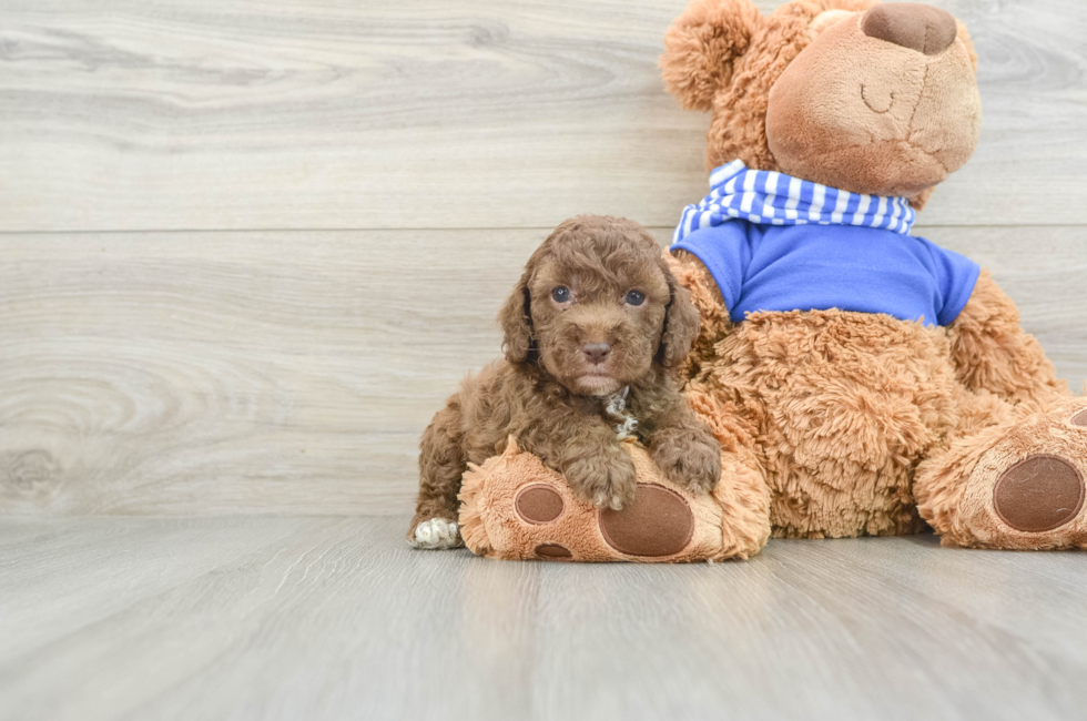 6 week old Cockapoo Puppy For Sale - Seaside Pups