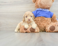 6 week old Cockapoo Puppy For Sale - Seaside Pups