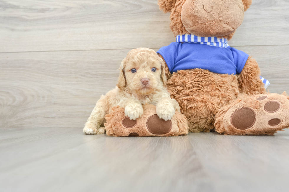 Small Cockapoo Baby