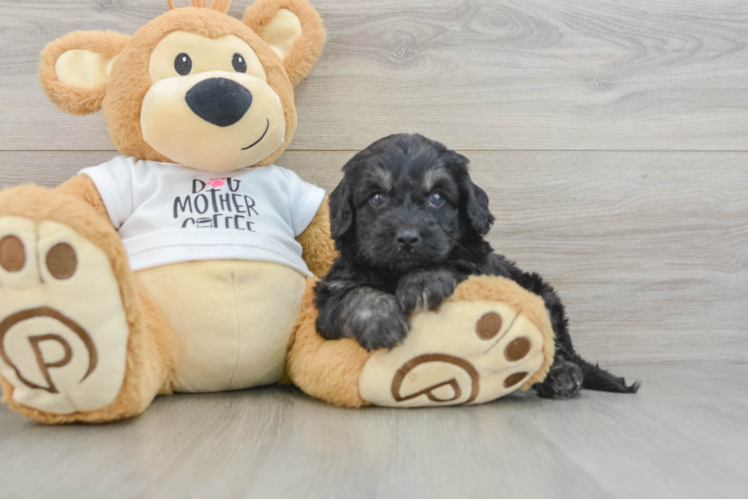 Cockapoo Pup Being Cute