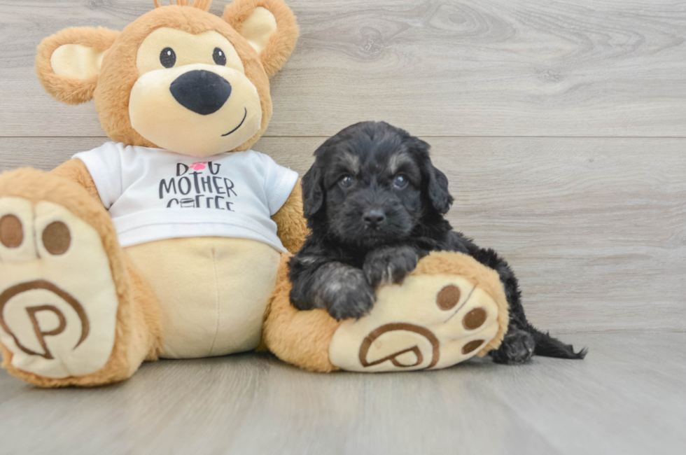 5 week old Cockapoo Puppy For Sale - Seaside Pups