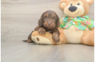 Cute Cockapoo Baby