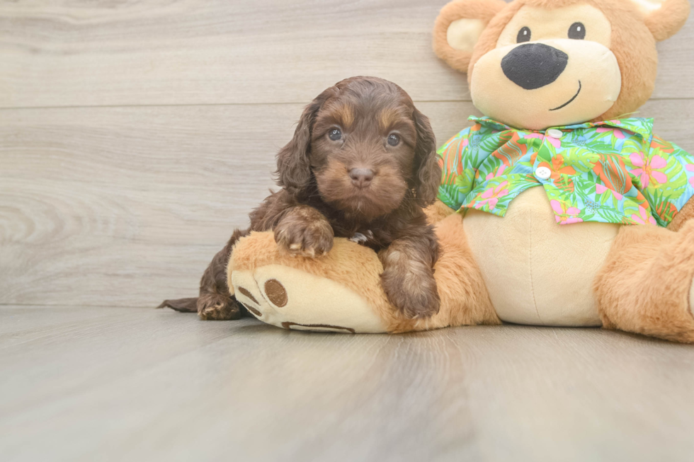 Cute Cockapoo Baby