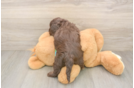 Cute Cockapoo Baby