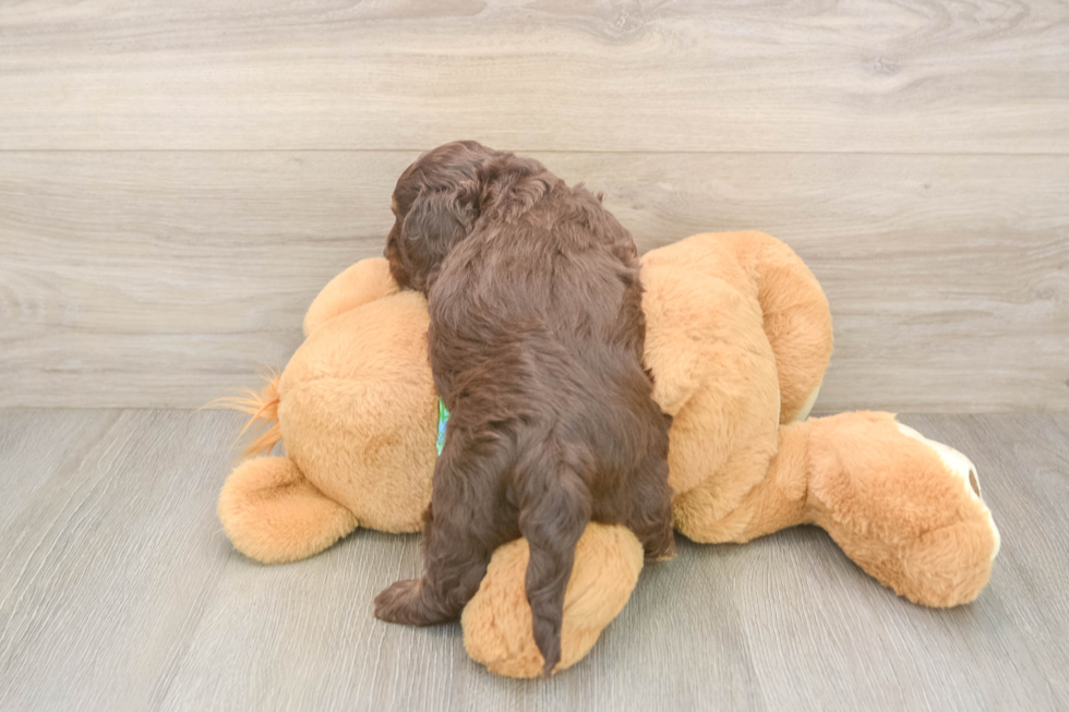 Cute Cockapoo Baby