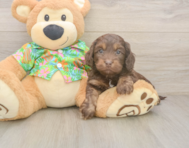 5 week old Cockapoo Puppy For Sale - Seaside Pups