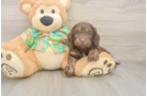 Popular Cockapoo Poodle Mix Pup