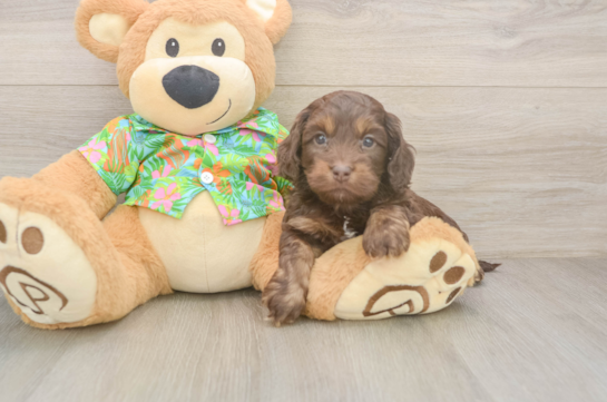 Popular Cockapoo Poodle Mix Pup
