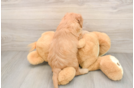Best Cockapoo Baby
