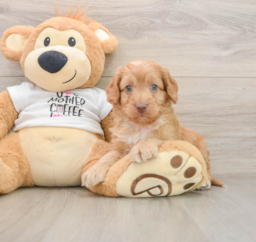 8 week old Cockapoo Puppy For Sale - Seaside Pups