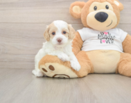 7 week old Cockapoo Puppy For Sale - Seaside Pups