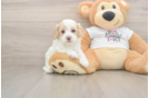 Sweet Cockapoo Baby