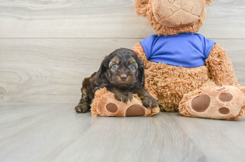 6 week old Cockapoo Puppy For Sale - Seaside Pups