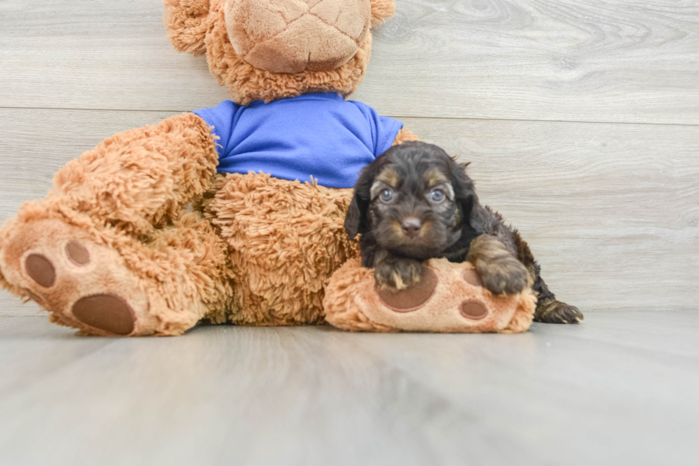 Sweet Cockapoo Baby