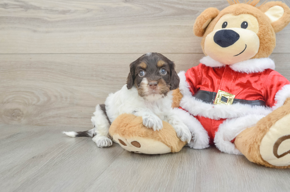 6 week old Cockapoo Puppy For Sale - Seaside Pups