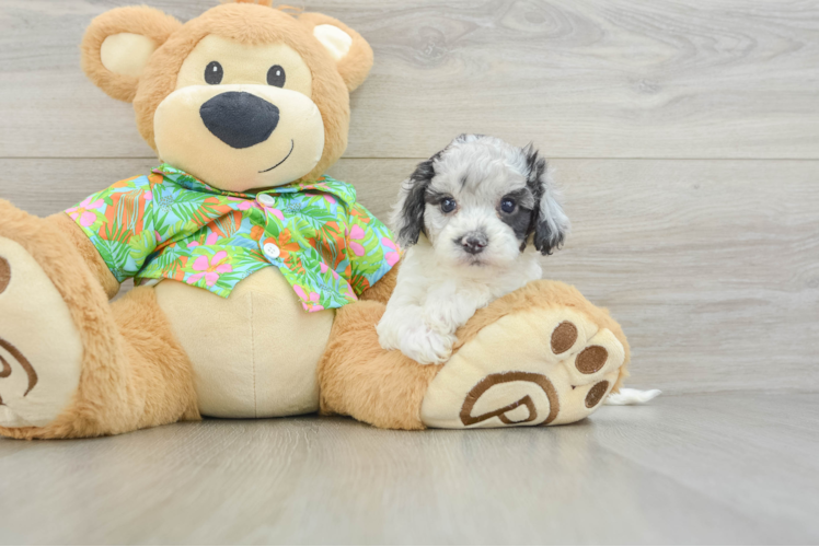 Cockapoo Puppy for Adoption