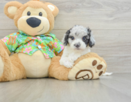 6 week old Cockapoo Puppy For Sale - Seaside Pups