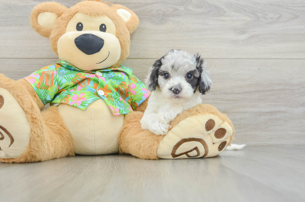6 week old Cockapoo Puppy For Sale - Seaside Pups