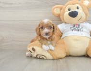 8 week old Cockapoo Puppy For Sale - Seaside Pups