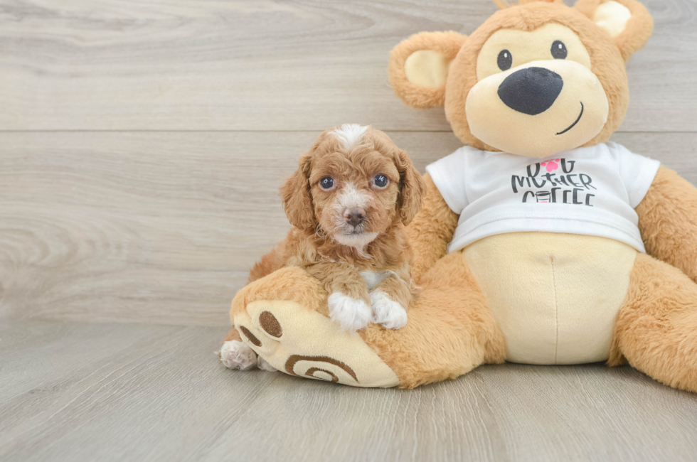 5 week old Cockapoo Puppy For Sale - Seaside Pups